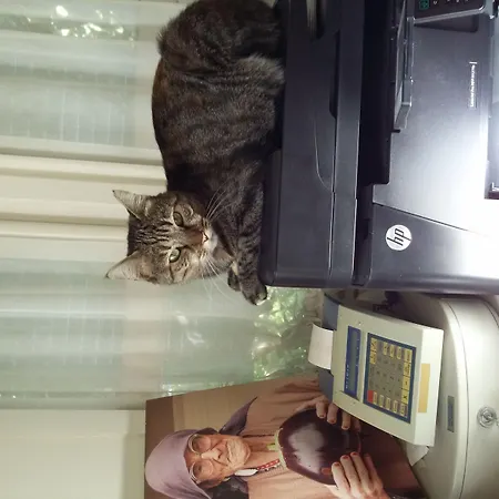 Incirliev - Special Category 2* アラカティ