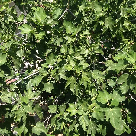 ホテル Incirliev - Special Category